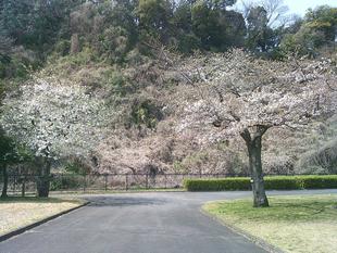 【サクラ開花情報2025】オオシマザクラ三分咲き　標準木（ソメイヨシノ）はつぼみです。