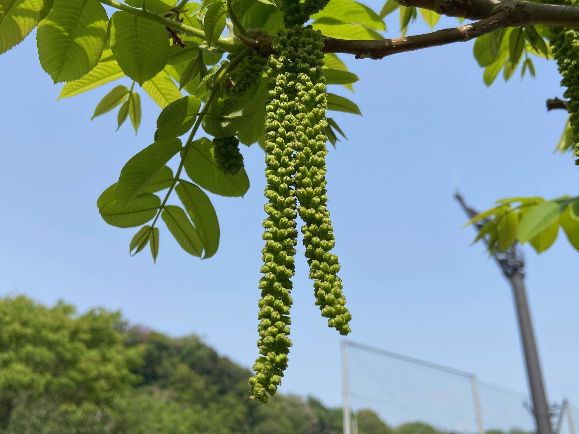 【オニグルミ】の花が咲いたよ♪の写真
