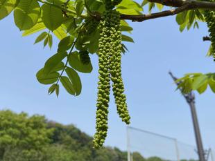 【オニグルミ】の花が咲いたよ♪