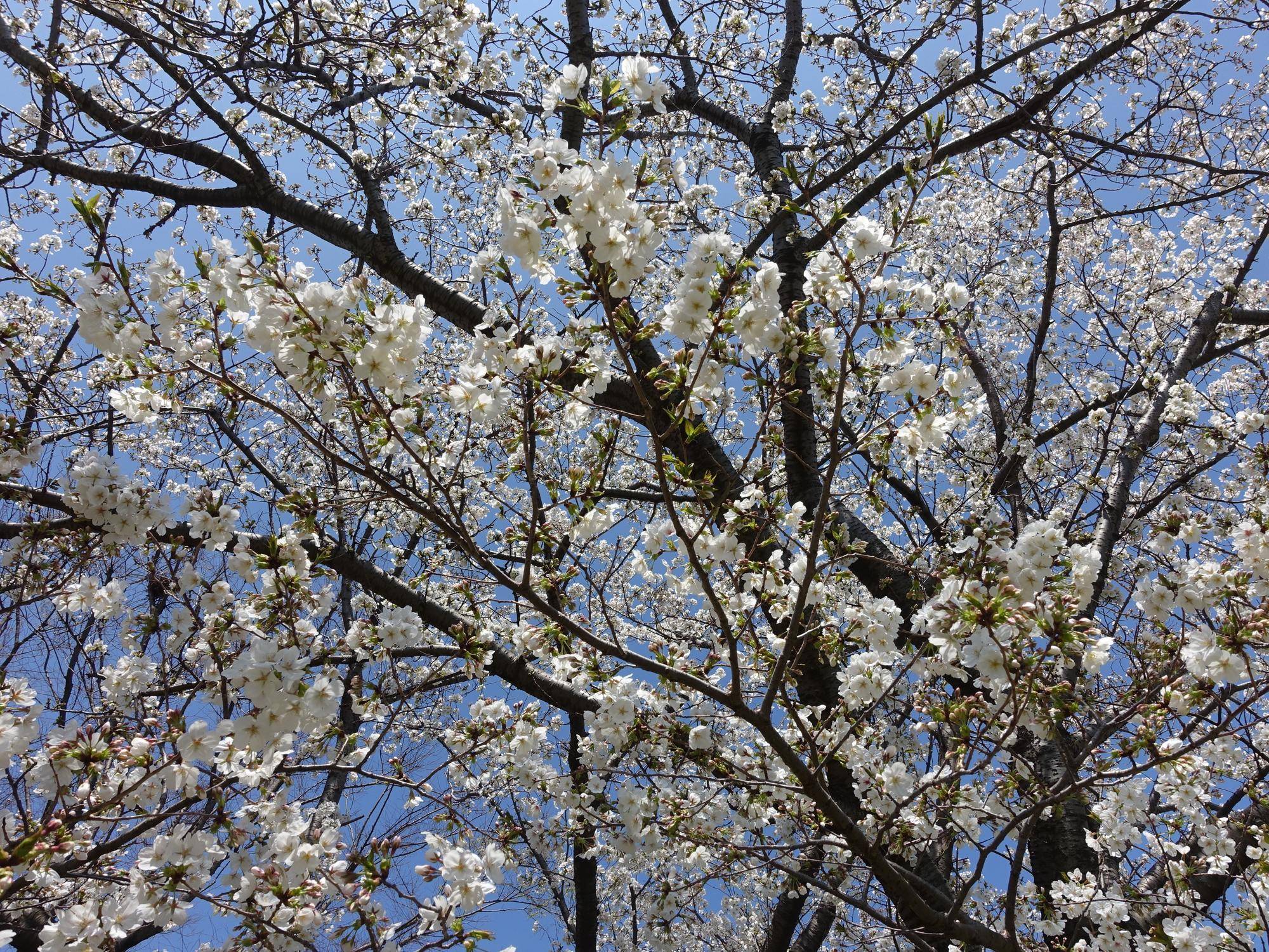 【サクラ開花情報2025】開花状況(2025年4月4日)の写真