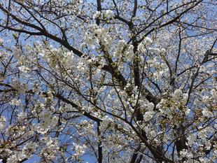 【サクラ開花情報2025】開花状況(2025年4月4日)