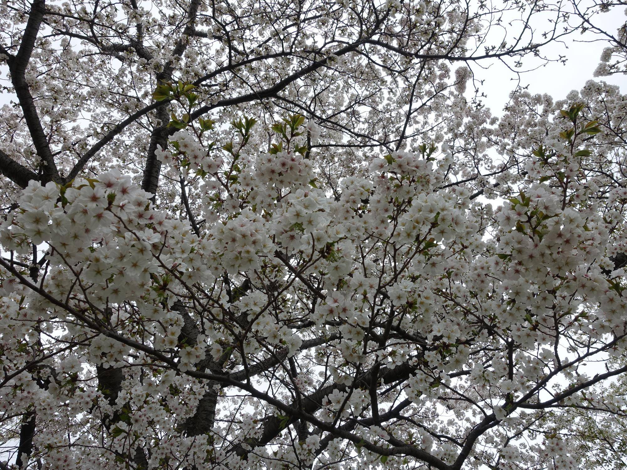 【サクラ開花情報2025】開花状況(2025年4月7日)の写真