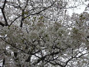 【サクラ開花情報2025】開花状況(2025年4月7日)