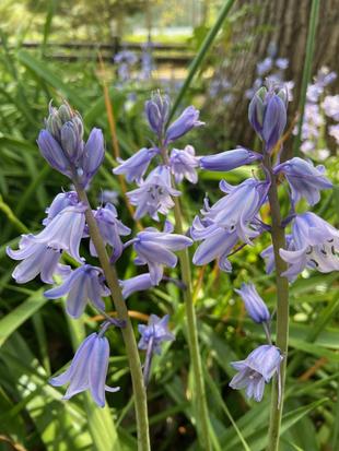 【スパニッシュ・ブルーベル(ツリガネスイセン)】の花が咲いたよ♪