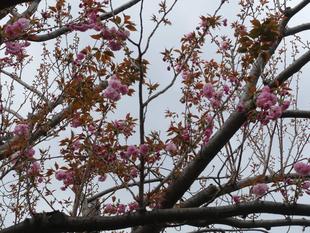 【サクラ開花情報2025】開花状況(2025年4月10日)