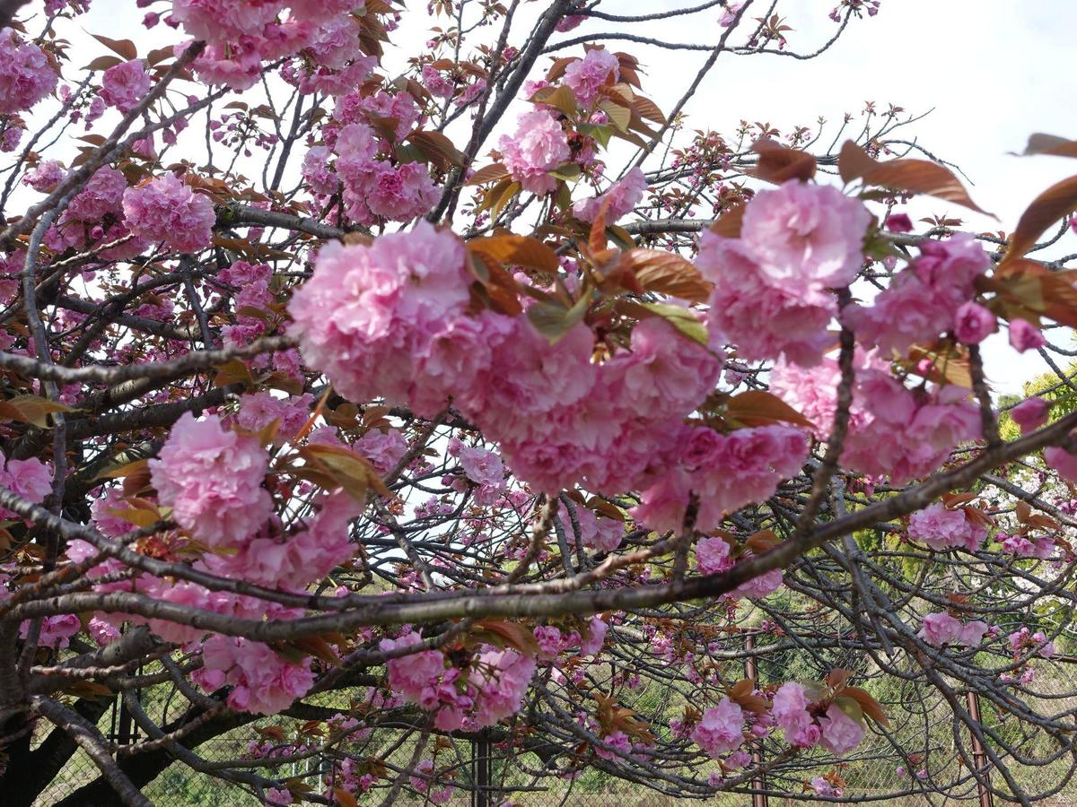 サクラ開花情報2025】開花状況（2025年4月14日）|｜ブログ|長浜公園