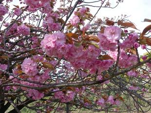 【サクラ開花情報2025】開花状況(2025年4月14日)