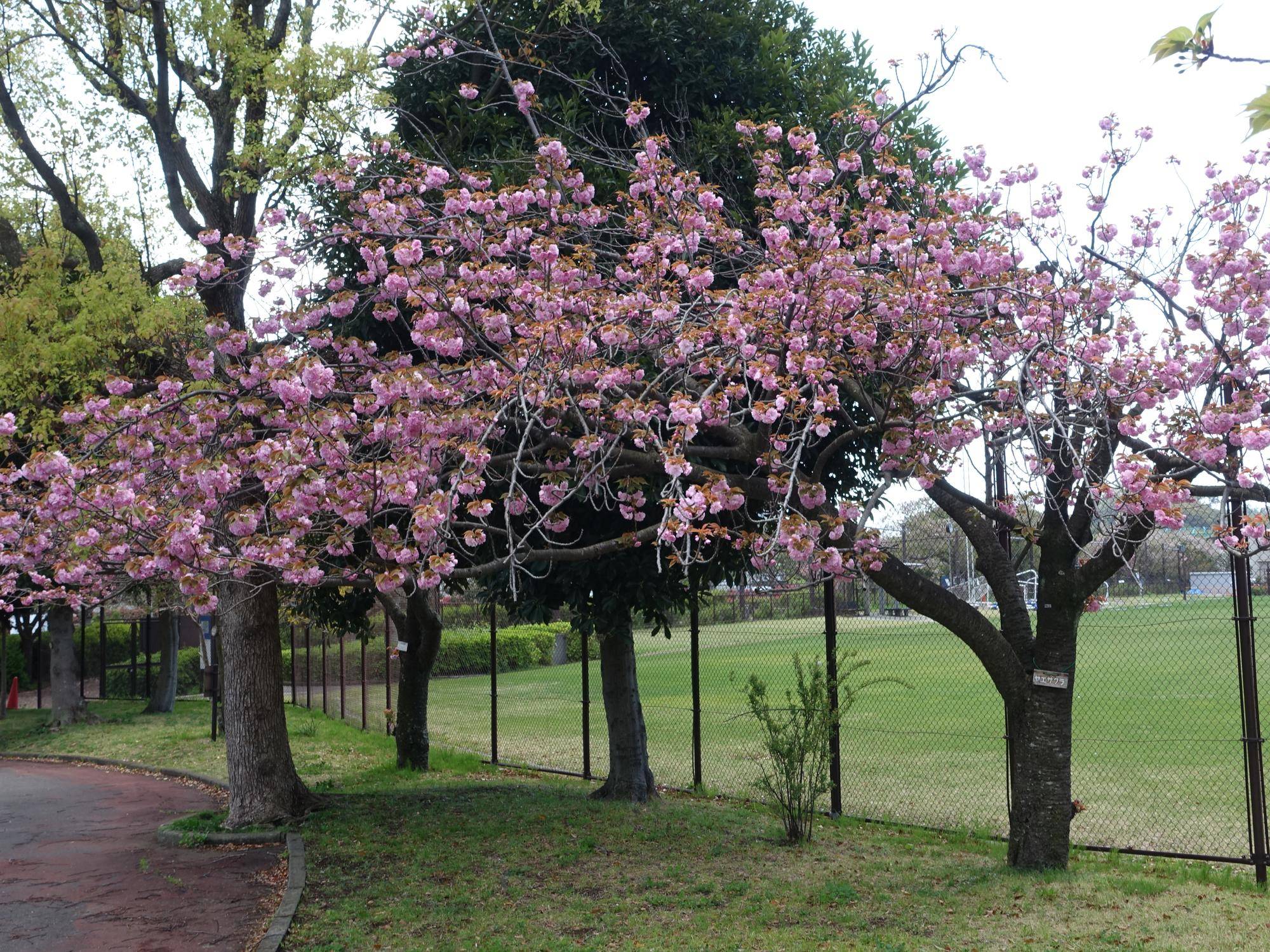 【サクラ開花情報2025】開花状況(2025年4月15日)の写真