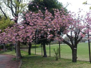 【サクラ開花情報2025】開花状況(2025年4月15日)