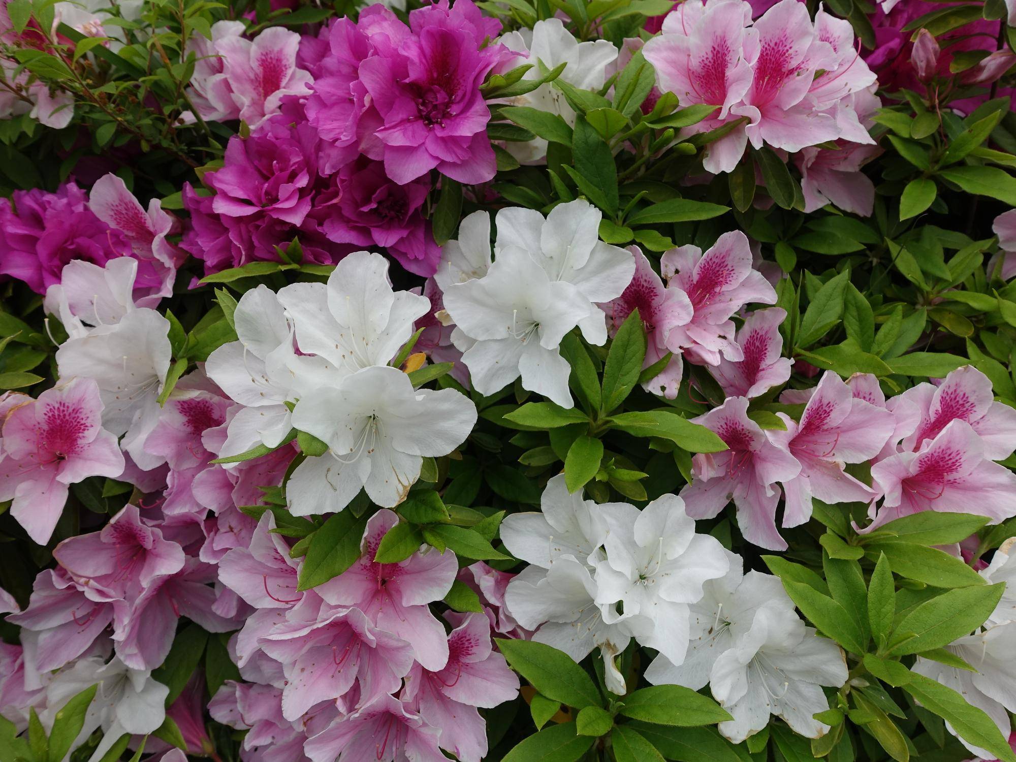 春爛漫!長浜公園は花ざかり!!の写真