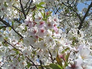 【サクラ開花情報2025】標準木が5分咲きです🌸(2025年3月30日)