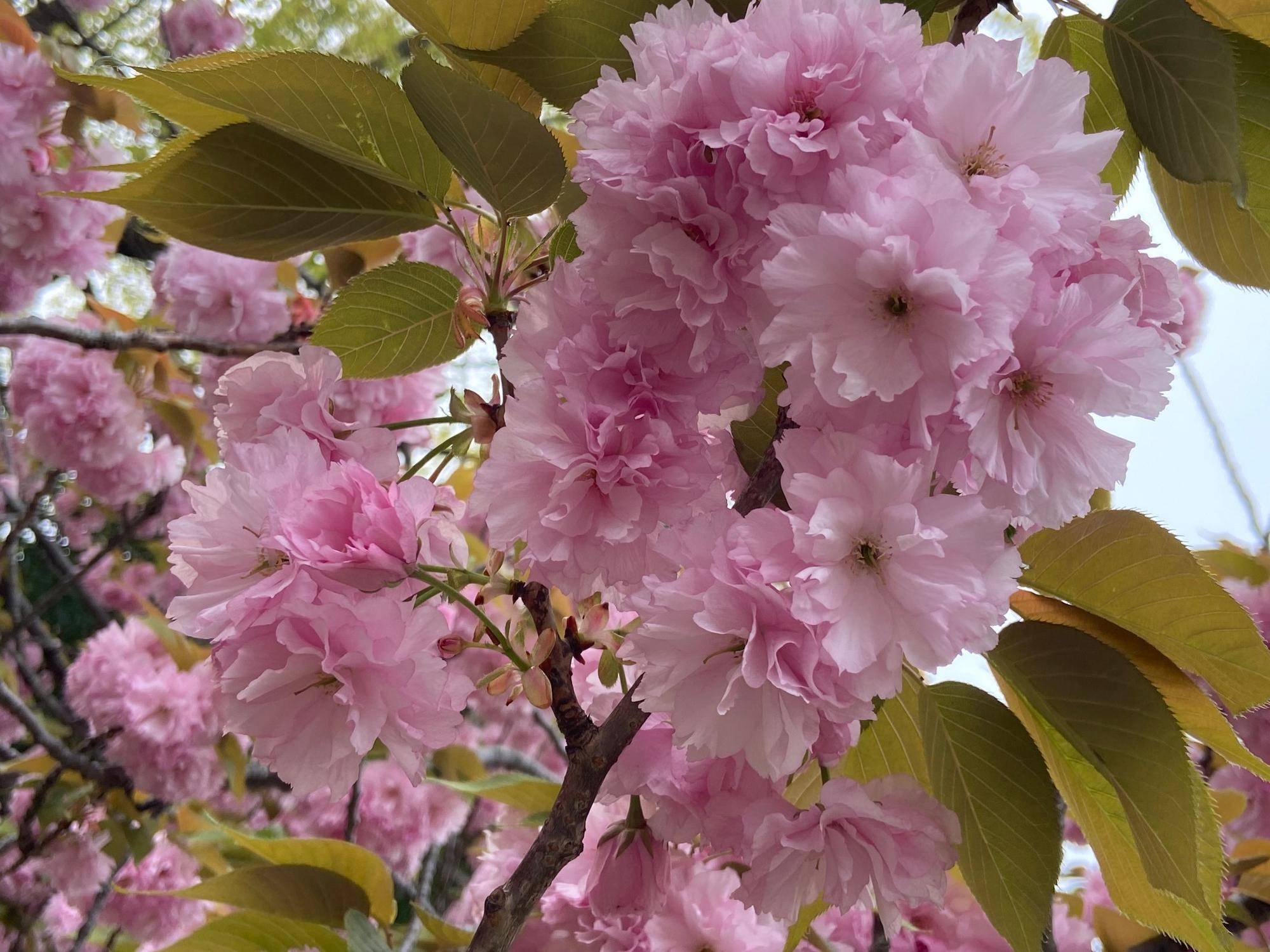 【サクラ開花情報2025】開花状況（2025年4月18日）の写真