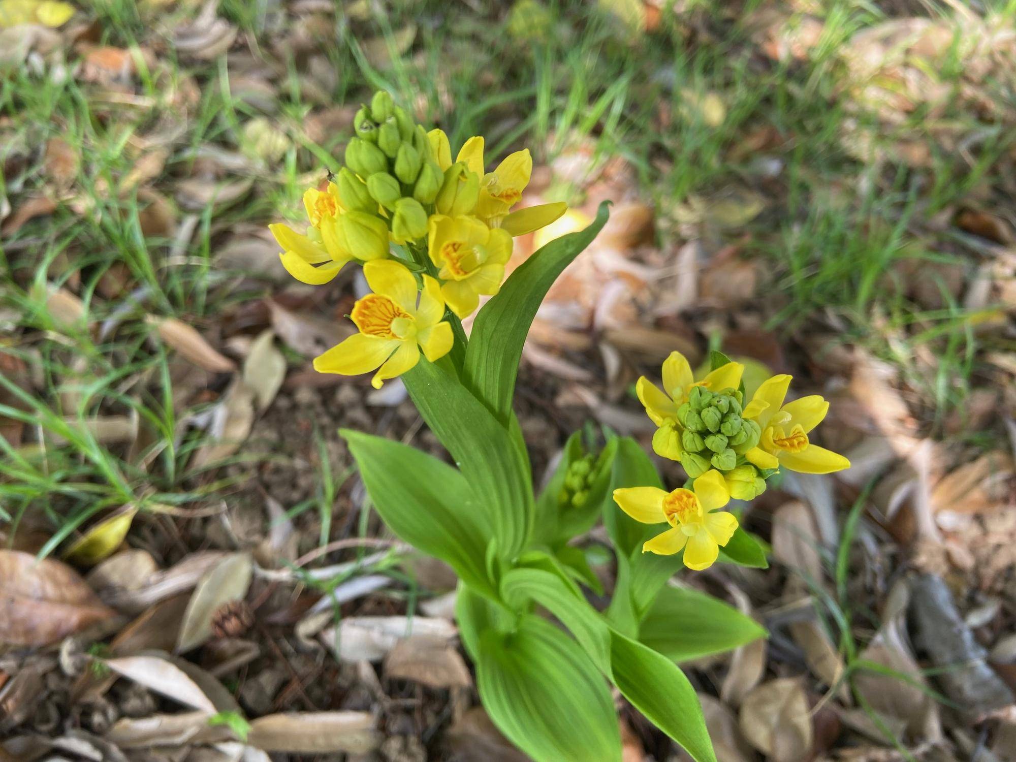 【キンラン・クゲヌマラン】の花が咲いたよ♪の写真