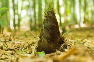 【たけのこ堀り体験】開催のお知らせの画像