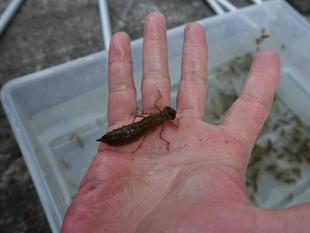 「トンボ救出大作戦」を並木中央小学校の生徒さんと実施しました♪