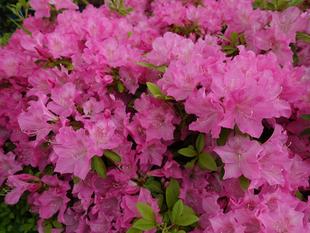 【つつじ祭り】を開催しました♪