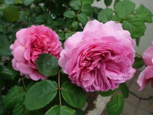 バラの綺麗な季節になりました♪