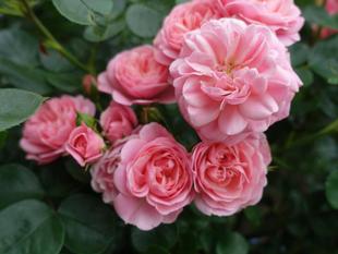 バラの綺麗な季節になりました♬（その２）