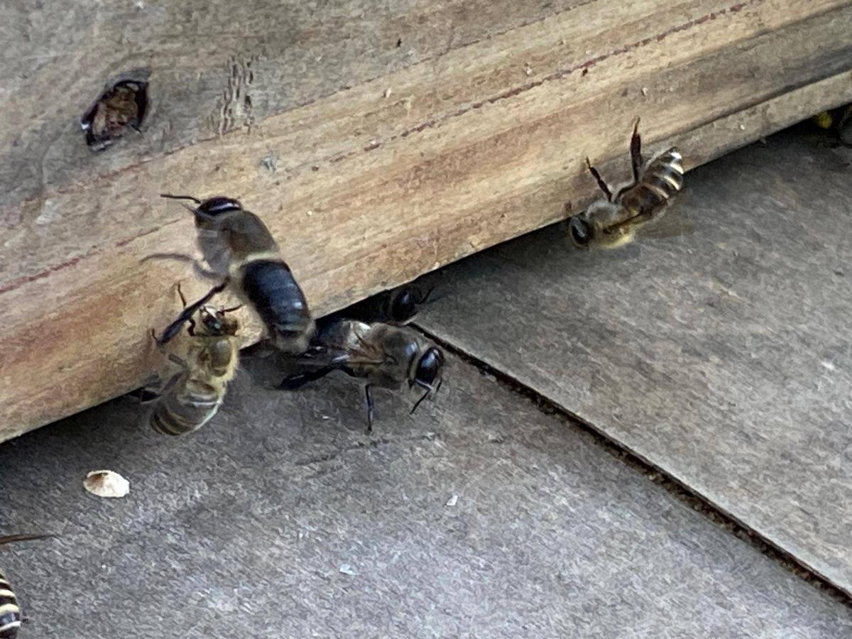 二ホンミツバチのお引越し|｜ブログ|長浜公園公式サイト｜公益財団法人