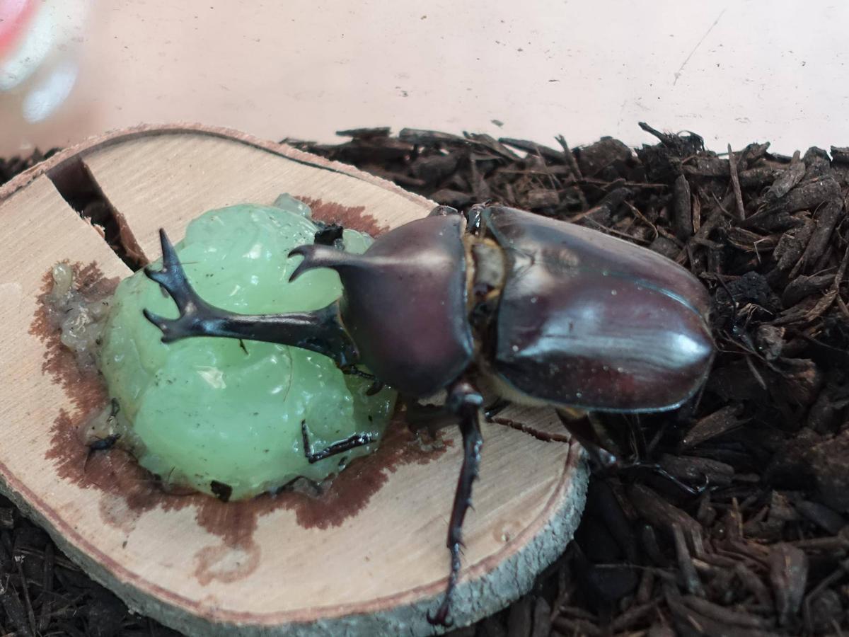 カブトムシ展示・七夕飾り始めました♪（6月30日）|｜ブログ|長浜公園