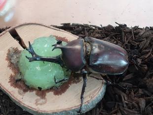 カブトムシ展示・七夕飾り始めました♪(6月30日)