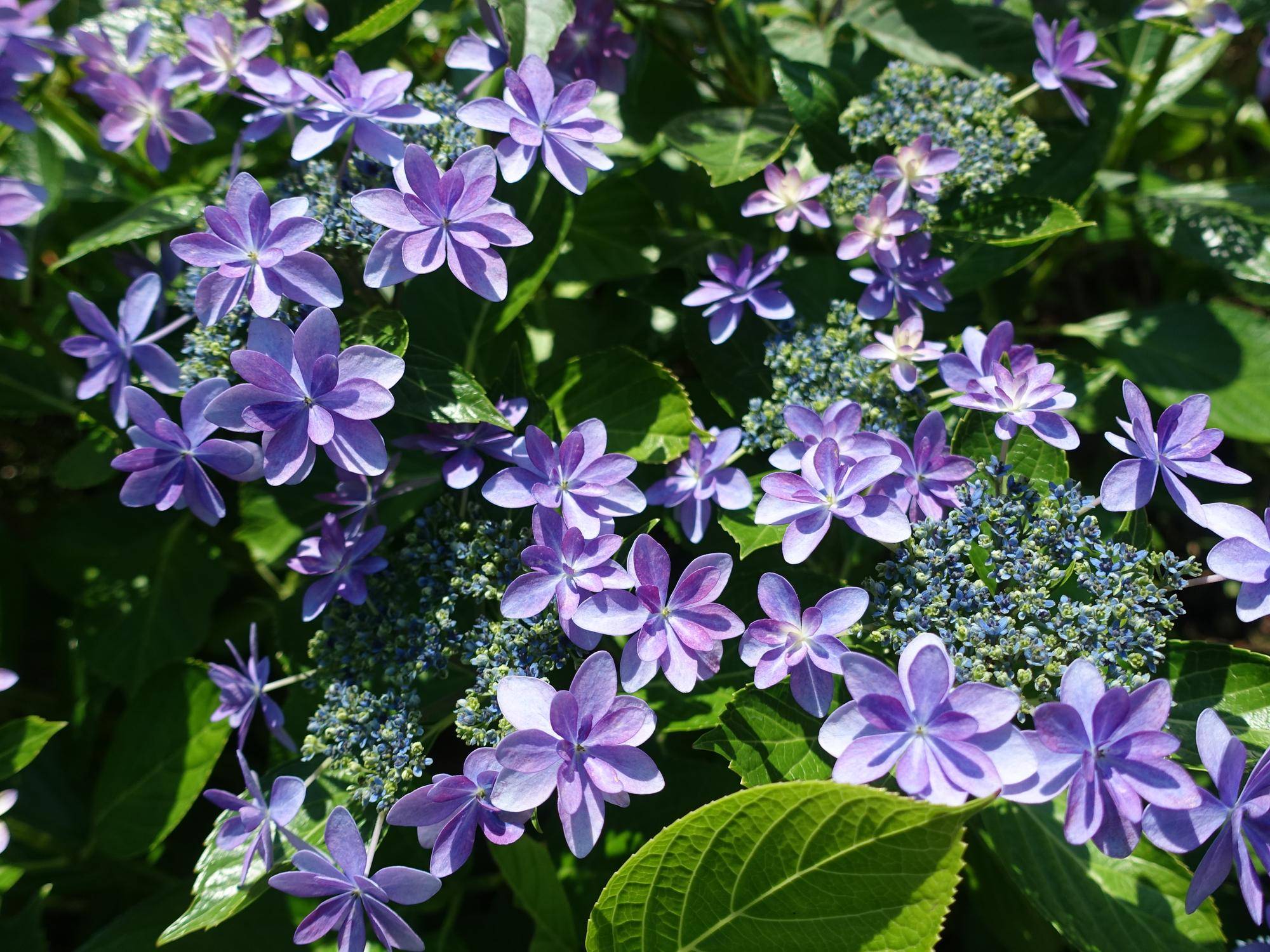 今、長浜公園で見られる花々【6月10日現在】の写真