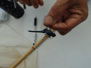 【トンボとり大作戦2025】(今年度1回目)を開催しました♪