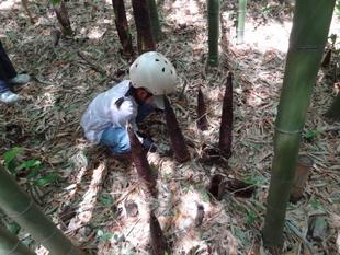 たけのこ掘り体験を開催しました♪【6月1日(日)】