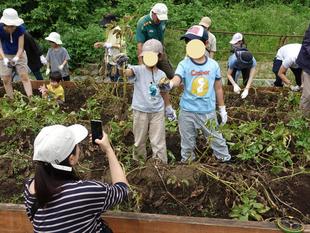 ジャガイモ収穫体験を開催しました♪【6月14日(土)】