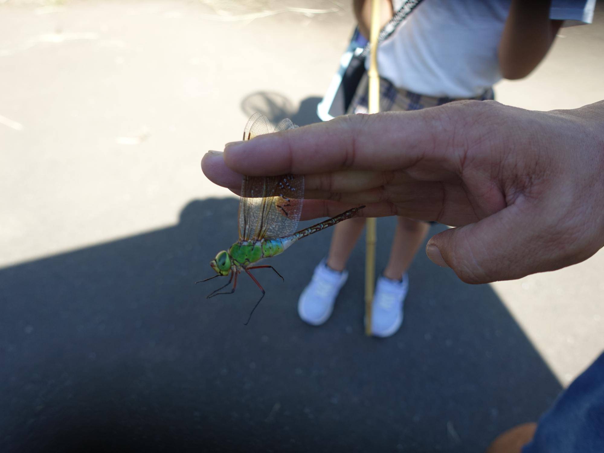 【トンボとり大作戦2025】(今年度2回目)を開催しました♪(7月21日)の写真