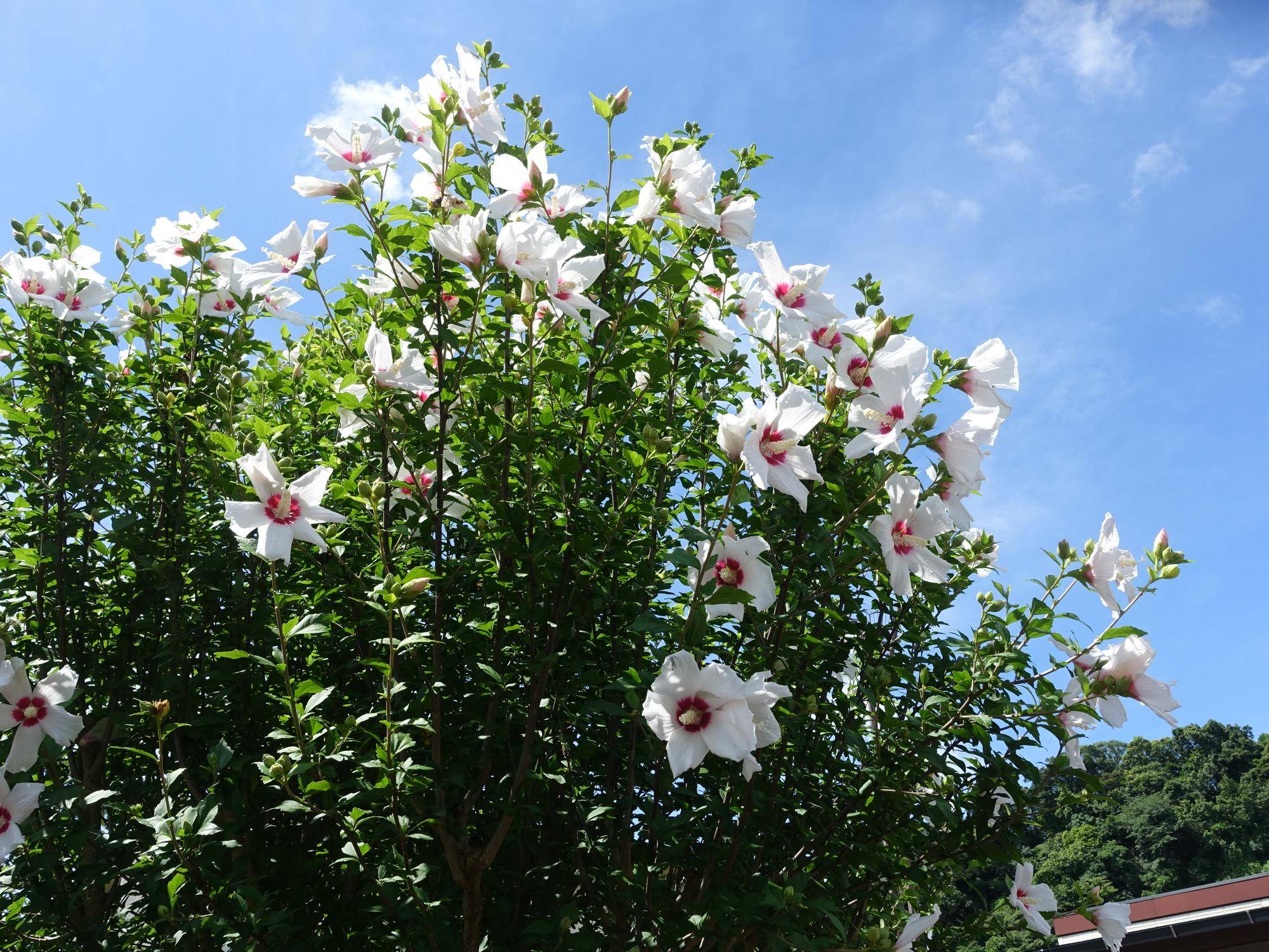 今、長浜公園で見られる花々【7月2日現在】の写真