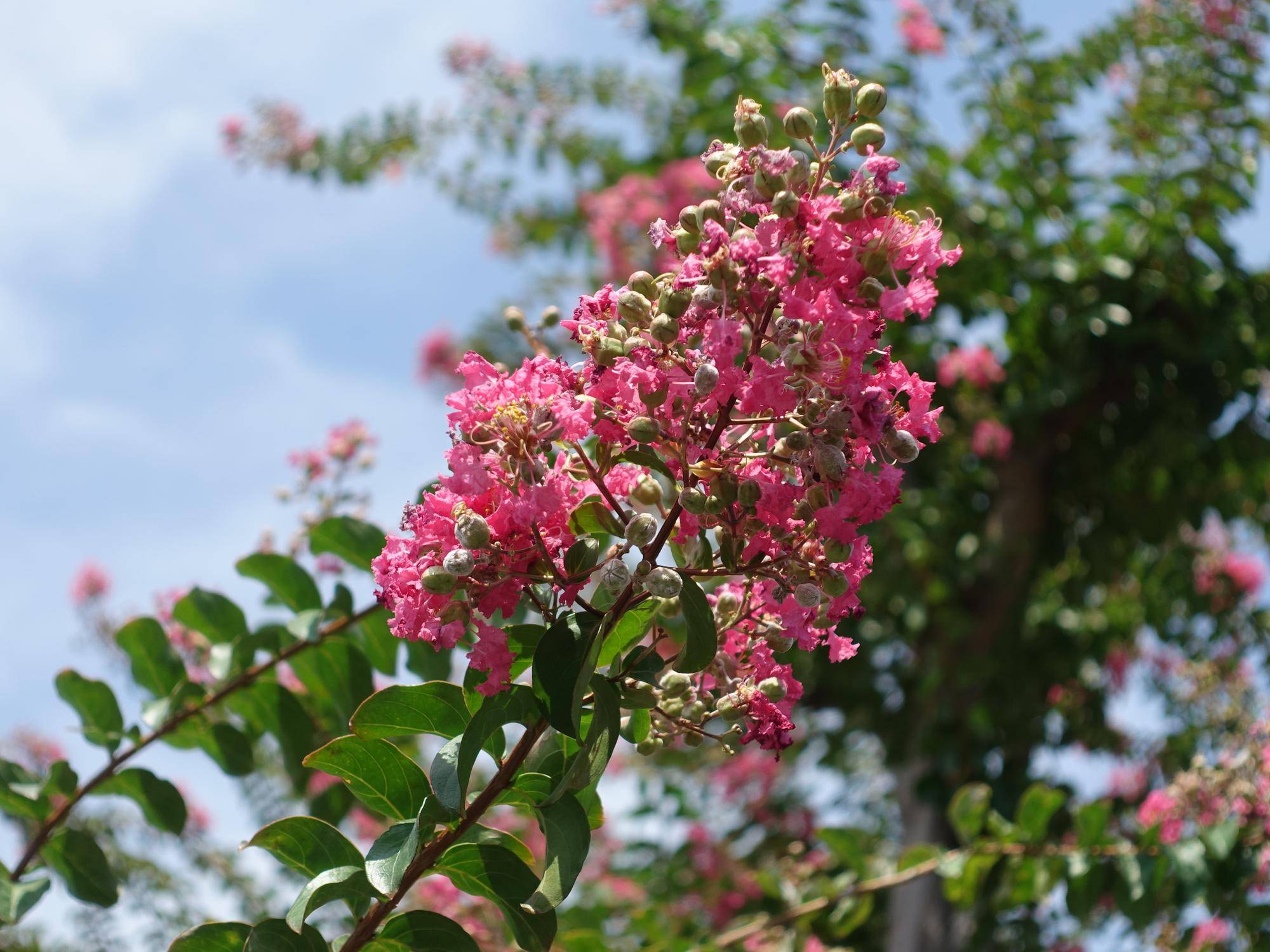 サルスベリの花が見頃です♬【8月6日】の写真