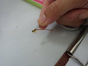 【トンボとり大作戦2025】（今年度4回目）を開催しました♪（9月13日）