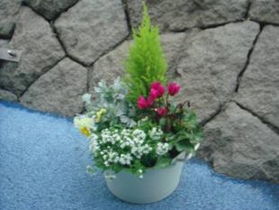  『長浜公園　感謝DAY』のお知らせ　寄せ植え講座参加募集のお知らせ♪