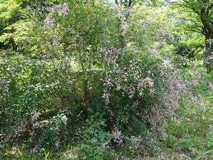 秋の花　ハギが咲いています♪【2025年10月7日】