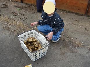  ジャガイモ収穫体験を開催しました♪【1月11日（日）】