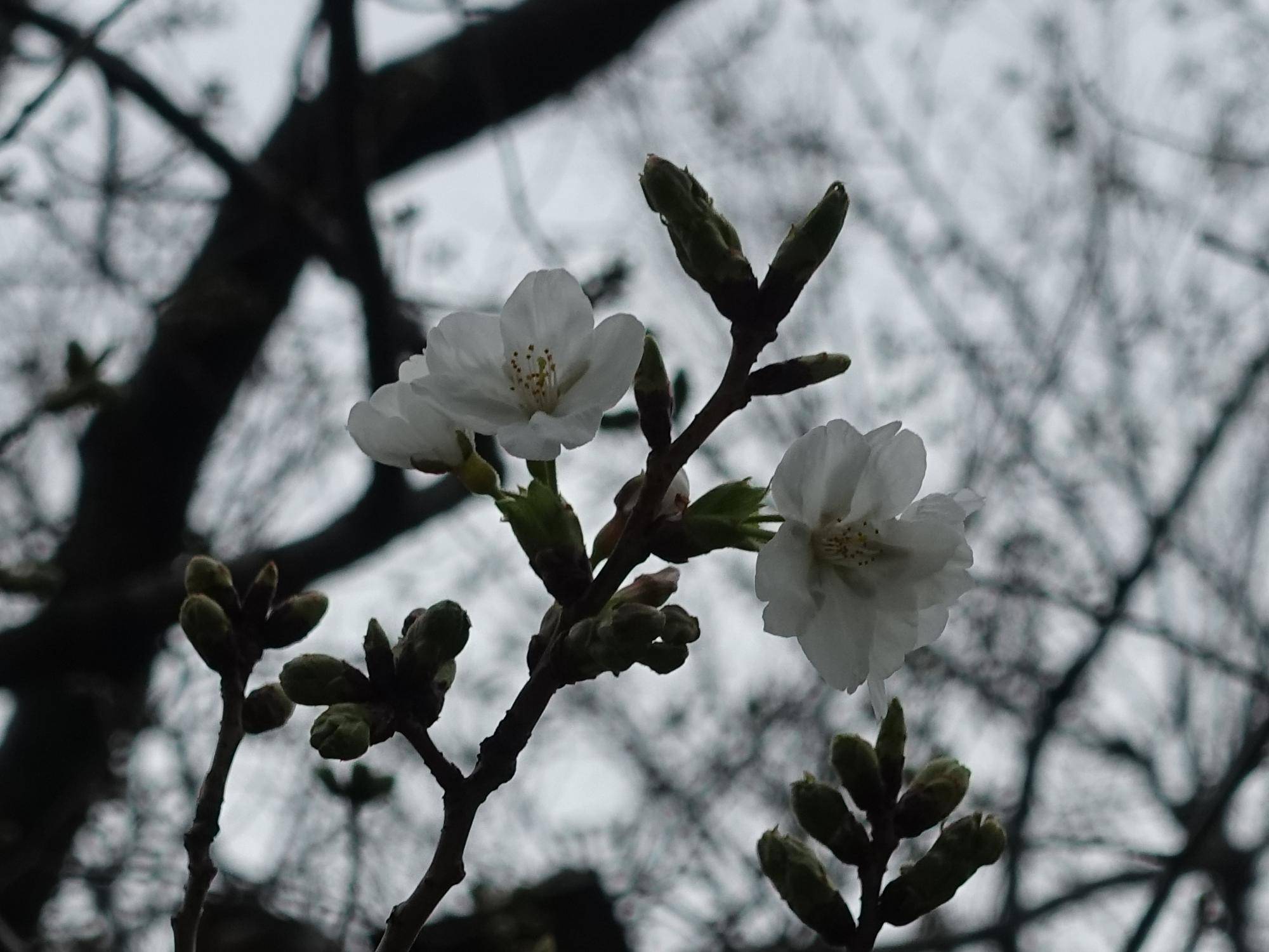 【サクラ開花情報2026④】開花状況（2026年3月25日）🌸の写真