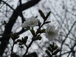 【サクラ開花情報2026④】開花状況（2026年3月25日）🌸