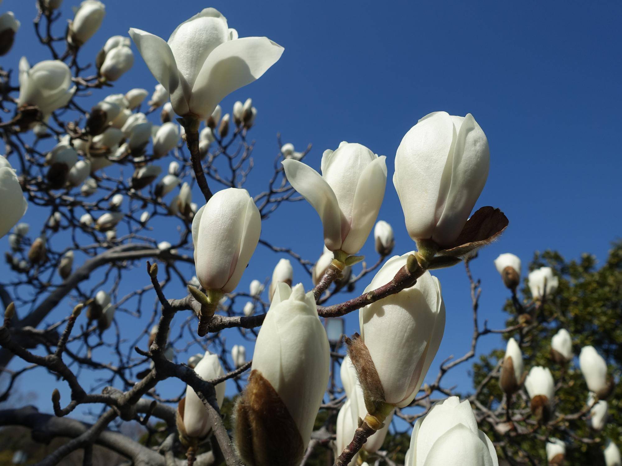  今、長浜公園で見られる花々【3月11日現在】の写真