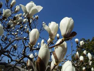  今、長浜公園で見られる花々【3月11日現在】