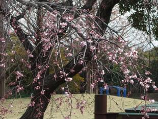 【サクラ開花情報2026】開花状況（2026年3月19日）🌸