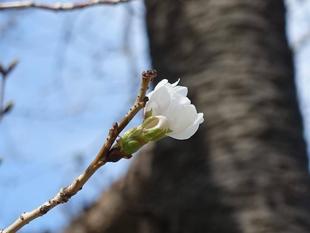 【サクラ開花情報2026③】開花状況（2026年3月23日）🌸