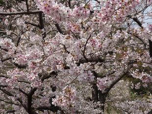 【サクラ開花情報2026⑥】開花状況（2026年3月30日）🌸