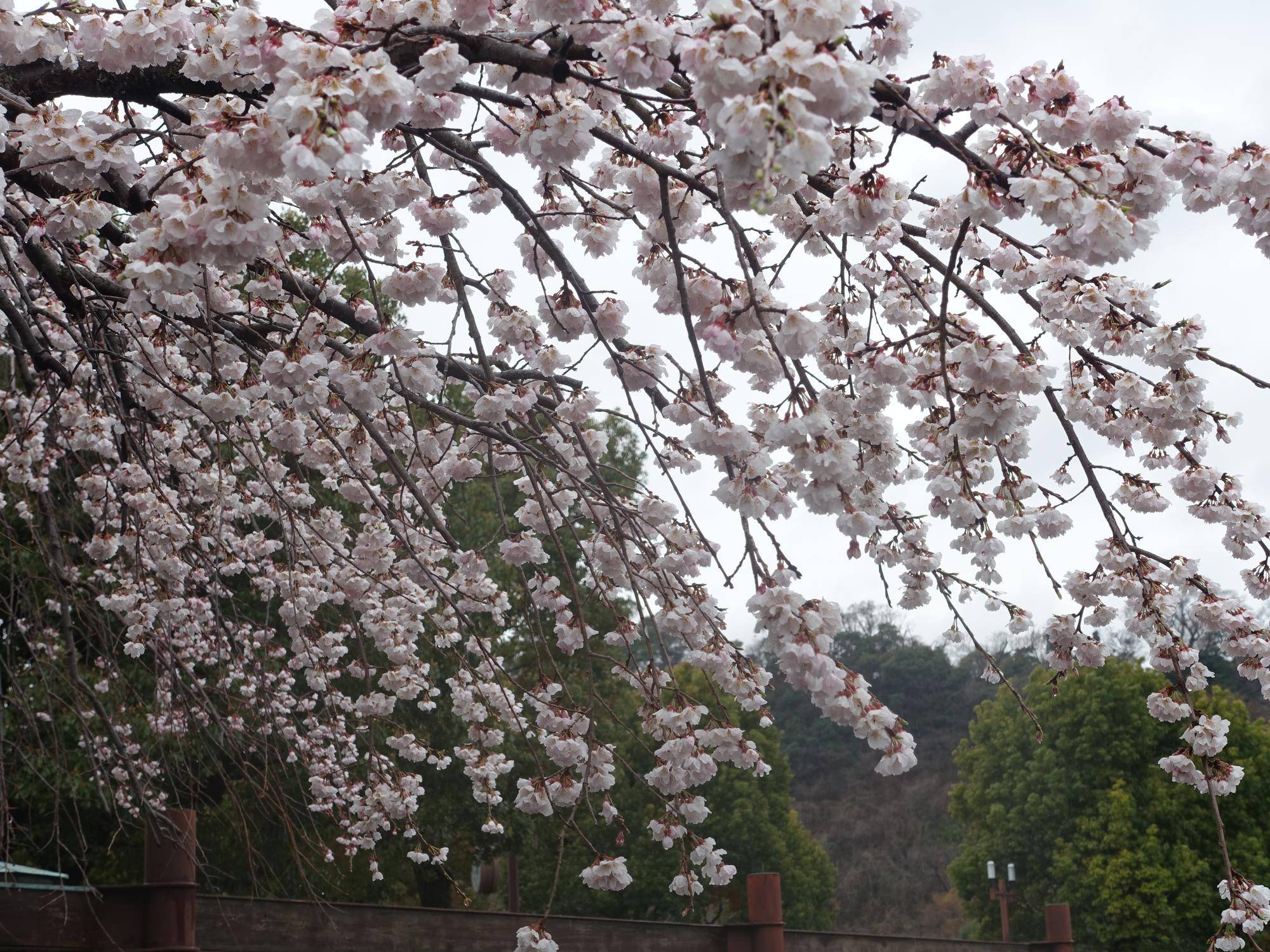 【サクラ開花情報2026⑤】開花状況（2026年3月26日）🌸の写真