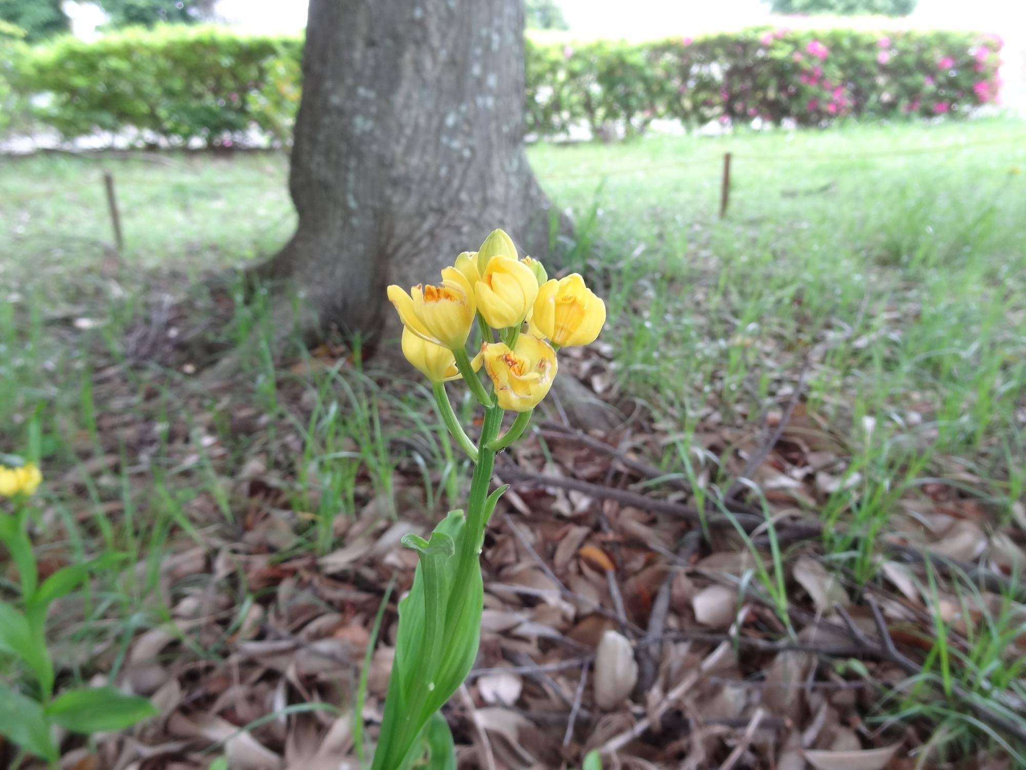 【キンラン】の花が咲きました！の写真