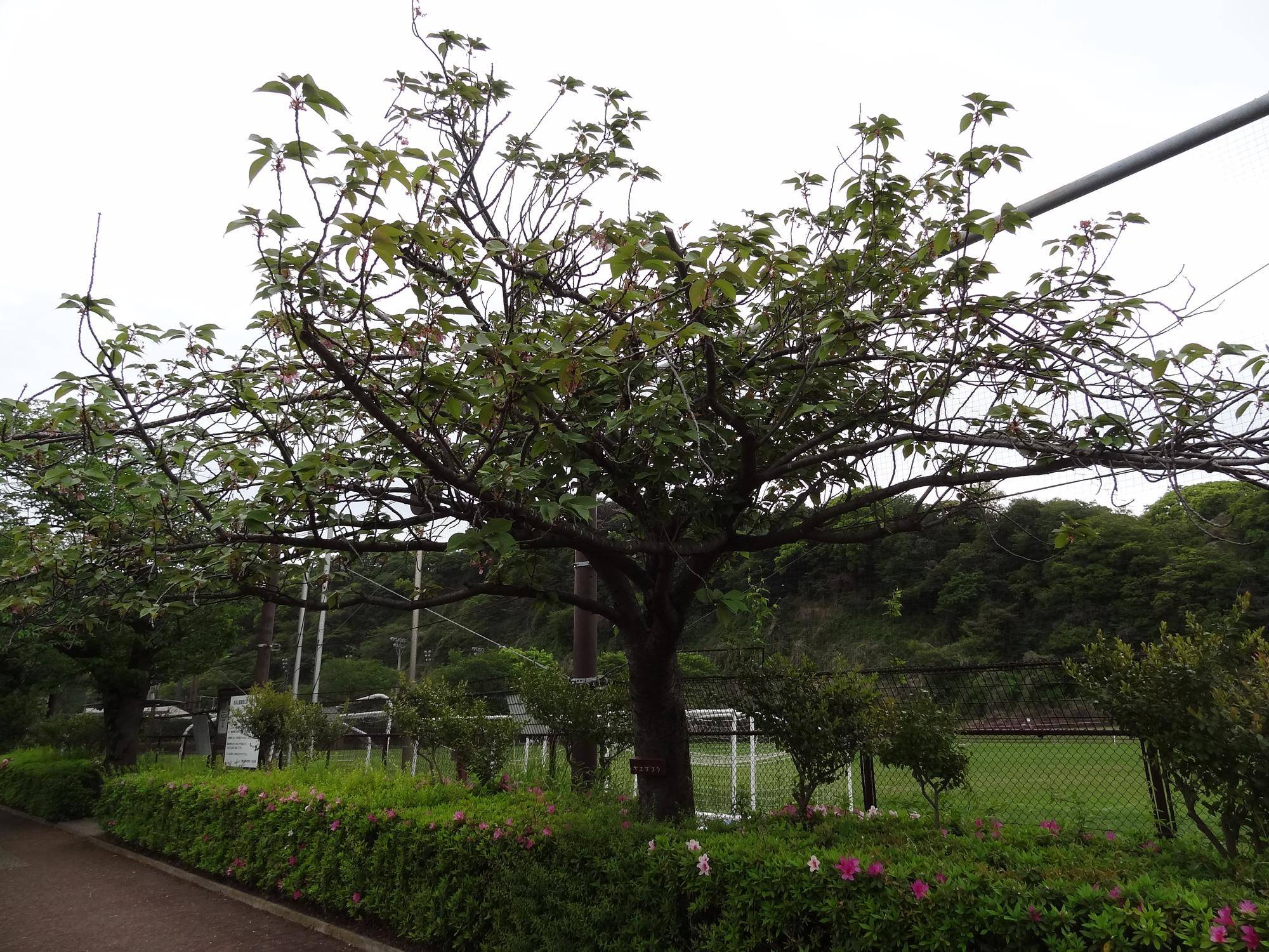 【サクラ開花情報2026⑨】開花状況（2026年4月22日）🌸の写真