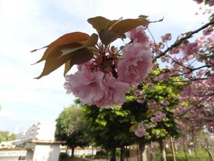 【サクラ開花情報2026⑧】開花状況（2026年4月14日）🌸