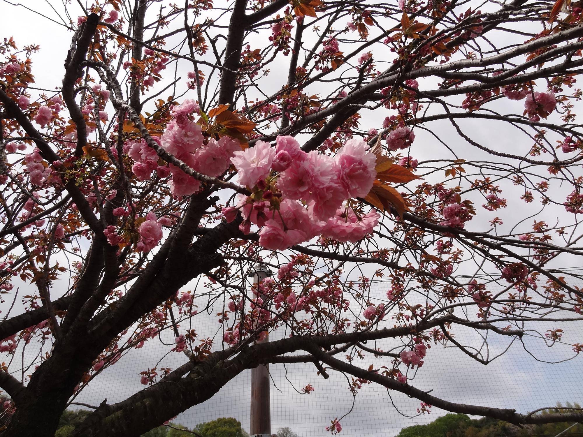 【サクラ開花情報2026⑦】開花状況（2026年4月9日）🌸の写真
