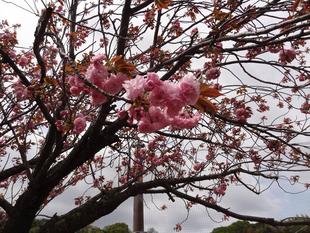 【サクラ開花情報2026⑦】開花状況（2026年4月9日）🌸