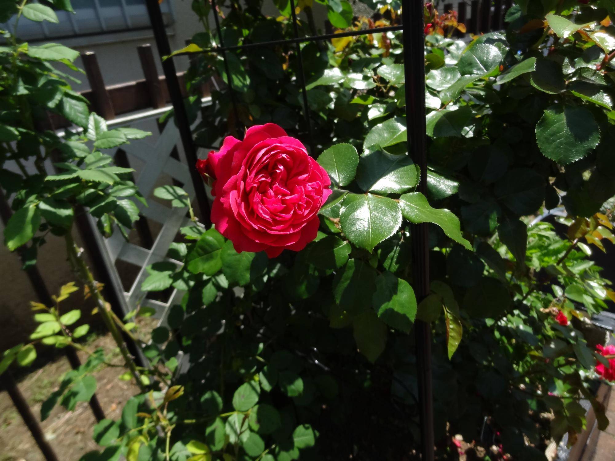【バラ観賞ツアー】を開催しました🌹の写真